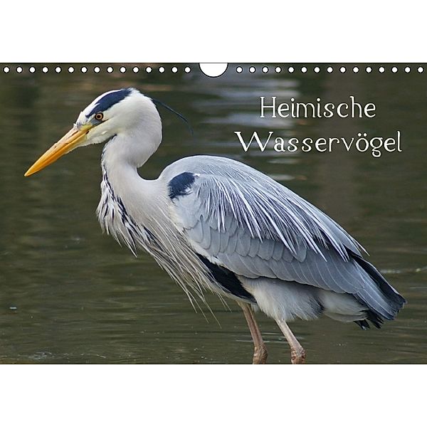 Heimische Wasservögel (Wandkalender 2014 DIN A4 quer), Kattobello