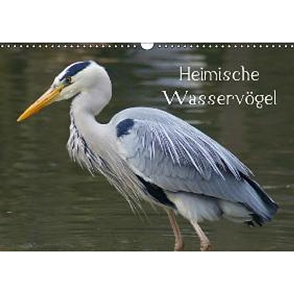 Heimische Wasservögel (Wandkalender 2016 DIN A3 quer), Kattobello
