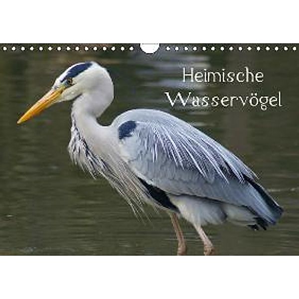 Heimische Wasservögel (Wandkalender 2016 DIN A4 quer), Kattobello
