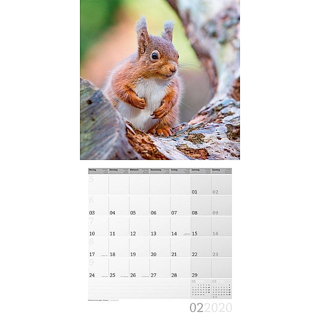 Heimische Wildtiere 2020 - Kalender bei Weltbild.de bestellen