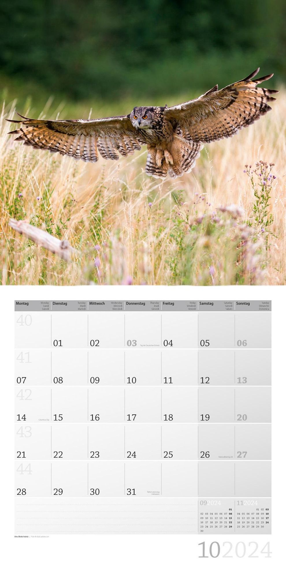 Heimische Wildtiere Kalender 2024 - 30x30 online kaufen - Orbisana