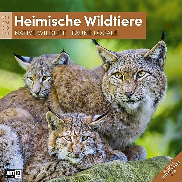 Heimische Wildtiere Kalender 2025 - 30x30, Ackermann Kunstverlag