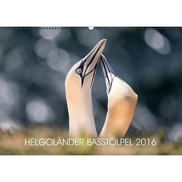Helgoländer Basstölpel 2016 (Wandkalender 2016 DIN A2 quer), Annett Mirsberger