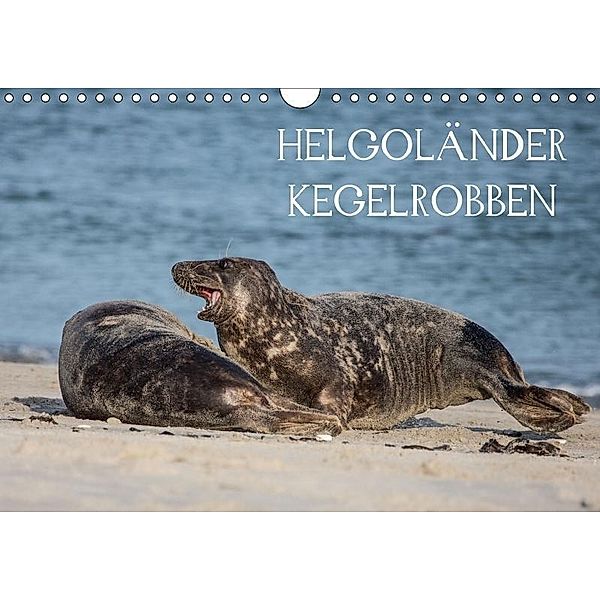 Helgoländer Kegelrobben (Wandkalender 2017 DIN A4 quer), Udo Quentin