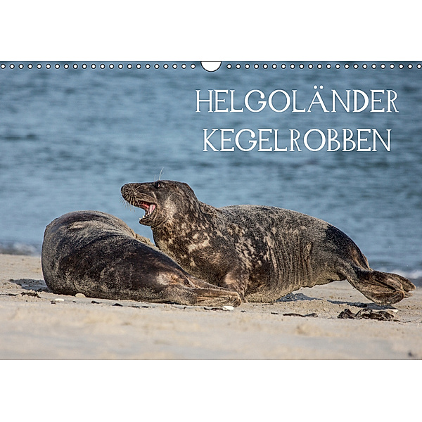 Helgoländer Kegelrobben (Wandkalender 2019 DIN A3 quer), Udo Quentin