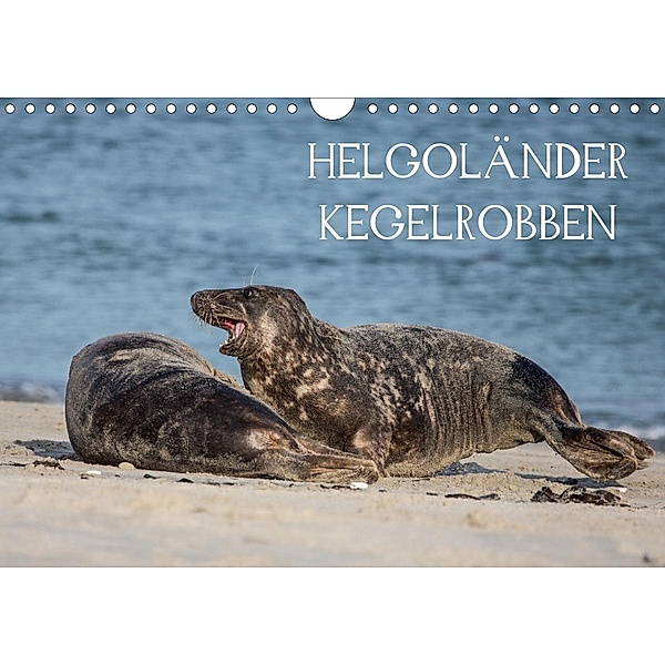 Helgoländer Kegelrobben (Wandkalender 2020 DIN A4 quer), Udo Quentin