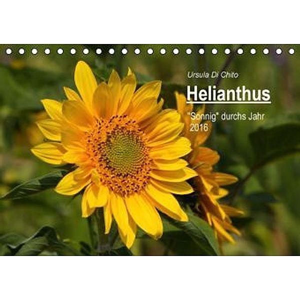 Helianthus (Tischkalender 2016 DIN A5 quer), Ursula Di Chito