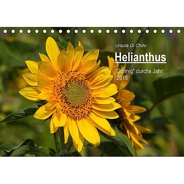 Helianthus (Tischkalender 2018 DIN A5 quer), Ursula Di Chito