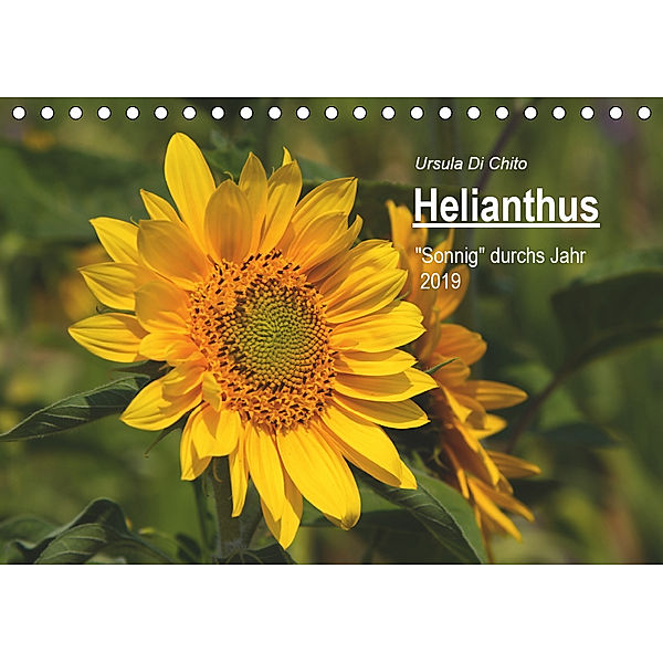 Helianthus (Tischkalender 2019 DIN A5 quer), Ursula Di Chito