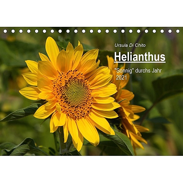 Helianthus (Tischkalender 2021 DIN A5 quer), Ursula Di Chito