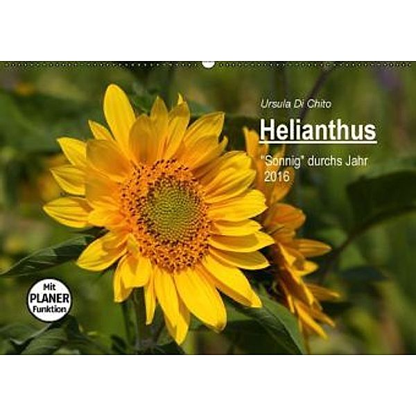 Helianthus (Wandkalender 2016 DIN A2 quer), Ursula Di Chito