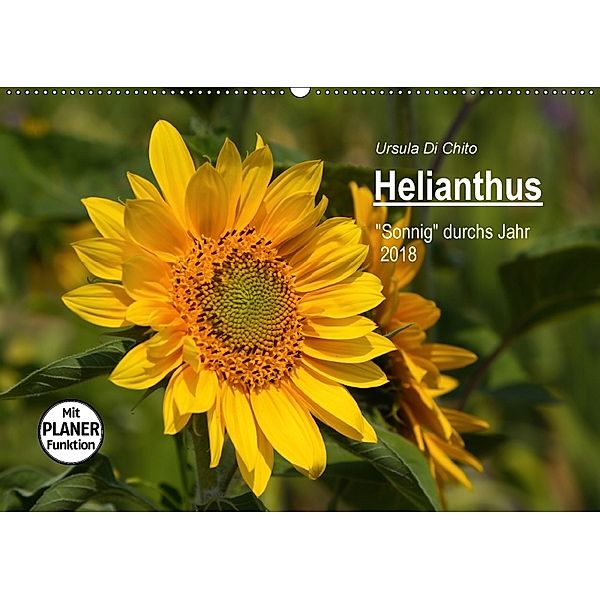 Helianthus (Wandkalender 2018 DIN A2 quer), Ursula Di Chito