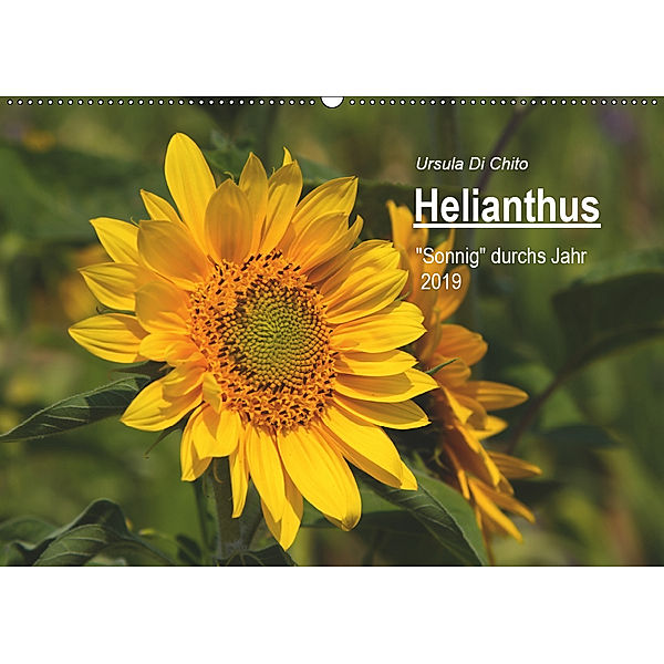 Helianthus (Wandkalender 2019 DIN A2 quer), Ursula Di Chito