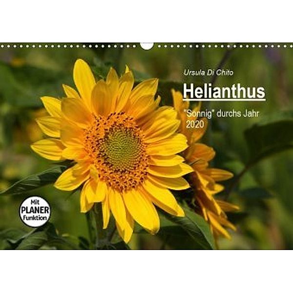 Helianthus (Wandkalender 2020 DIN A3 quer), Ursula Di Chito