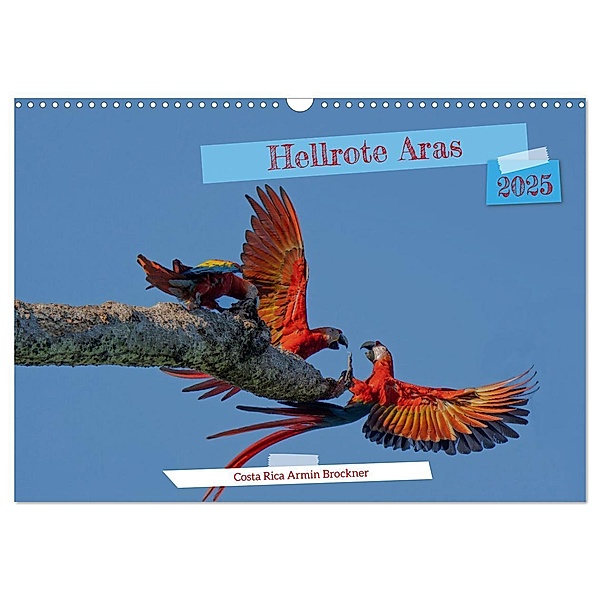 Hellrote Aras (Wandkalender 2025 DIN A3 quer), CALVENDO Monatskalender, Calvendo, Armin Brockner