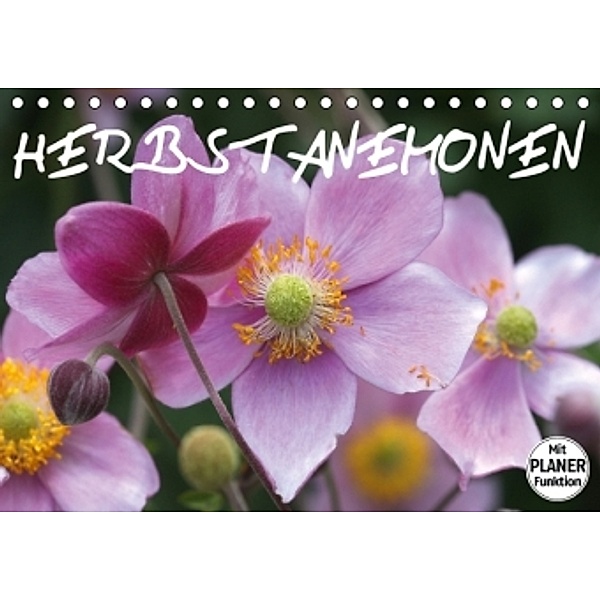 Herbstanemonen (Tischkalender 2016 DIN A5 quer), Gisela Kruse