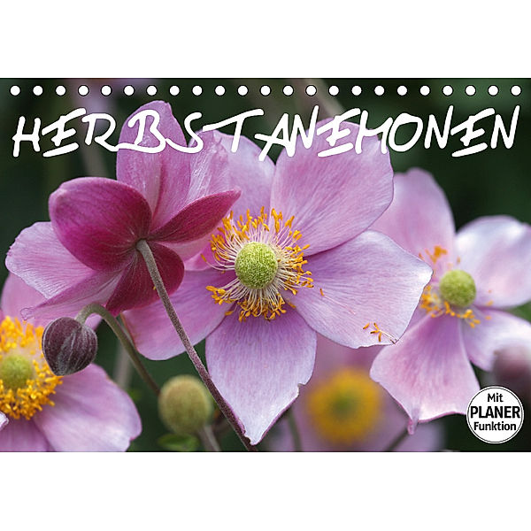 Herbstanemonen (Tischkalender 2019 DIN A5 quer), Gisela Kruse