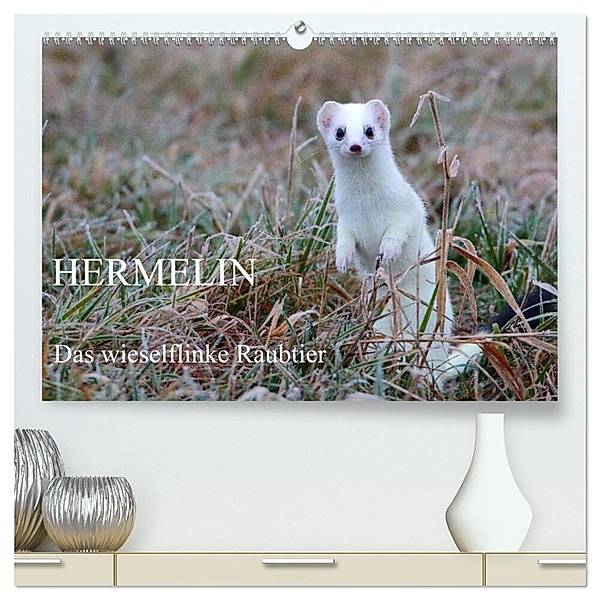 Hermelin - das wieselflinke Raubtier (hochwertiger Premium Wandkalender 2024 DIN A2 quer), Kunstdruck in Hochglanz, Günter Bachmeier