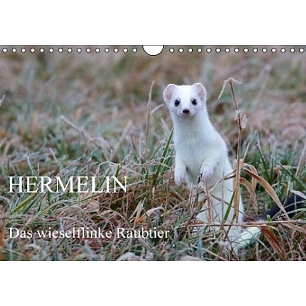 Hermelin - das wieselflinke Raubtier (Wandkalender 2016 DIN A4 quer), Günter Bachmeier