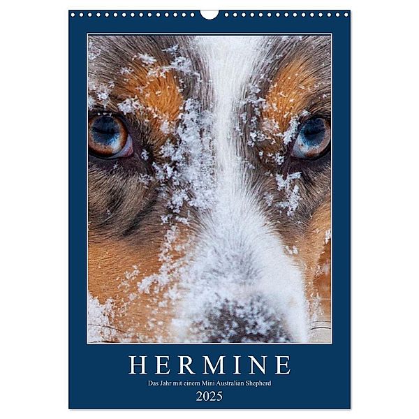 Hermine - Ein Jahr mit einem Mini Australian Shepherd (Wandkalender 2025 DIN A3 hoch), CALVENDO Monatskalender, Calvendo, Kai Wernze