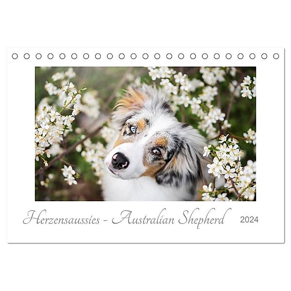 Herzensaussies - Australian Shepherd (Tischkalender 2024 DIN A5 quer), CALVENDO Monatskalender, Madlen Kudla