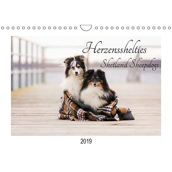 Herzensshelties - Shetland Sheepdogs (Wandkalender 2019 DIN A4 quer), Madlen Kudla