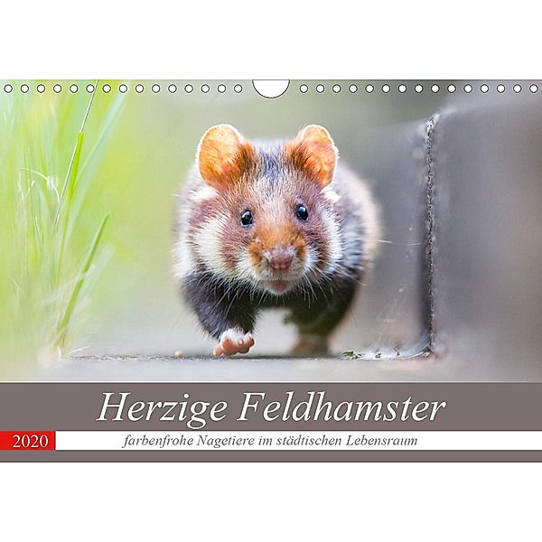 Herzige Feldhamster - farbenfrohe Nagetiere im städtischen LebensraumAT-Version (Wandkalender 2020 DIN A4 quer), Perdita Petzl