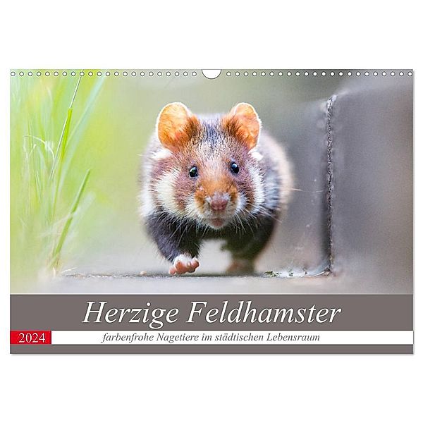 Herzige Feldhamster - farbenfrohe Nagetiere im städtischen Lebensraum (Wandkalender 2024 DIN A3 quer), CALVENDO Monatskalender, Perdita Petzl