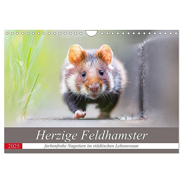 Herzige Feldhamster - farbenfrohe Nagetiere im städtischen Lebensraum (Wandkalender 2025 DIN A4 quer), CALVENDO Monatskalender, Calvendo, Perdita Petzl