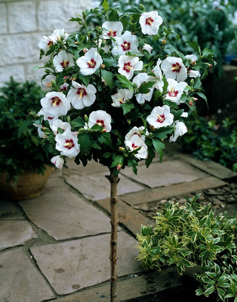 Hibiskus-Stämmchen, rot-weiß, 1 Stück bestellen