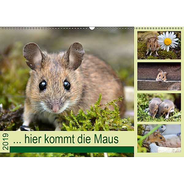 ... hier kommt die Maus ... (Wandkalender 2019 DIN A2 quer), GUGIGEI