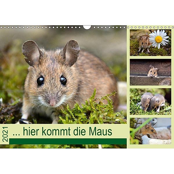 ... hier kommt die Maus ... (Wandkalender 2021 DIN A3 quer), Gugigei