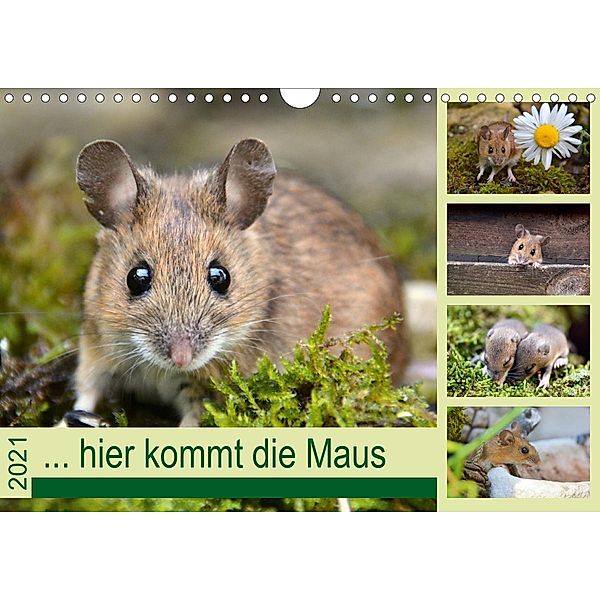 ... hier kommt die Maus ... (Wandkalender 2021 DIN A4 quer), Gugigei