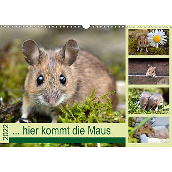 ... hier kommt die Maus ... (Wandkalender 2022 DIN A3 quer), GUGIGEI