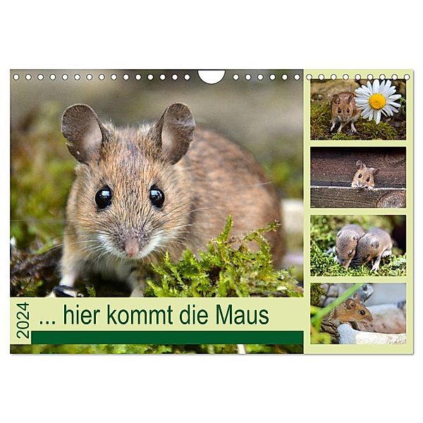 ... hier kommt die Maus ... (Wandkalender 2024 DIN A4 quer), CALVENDO Monatskalender, Gugigei