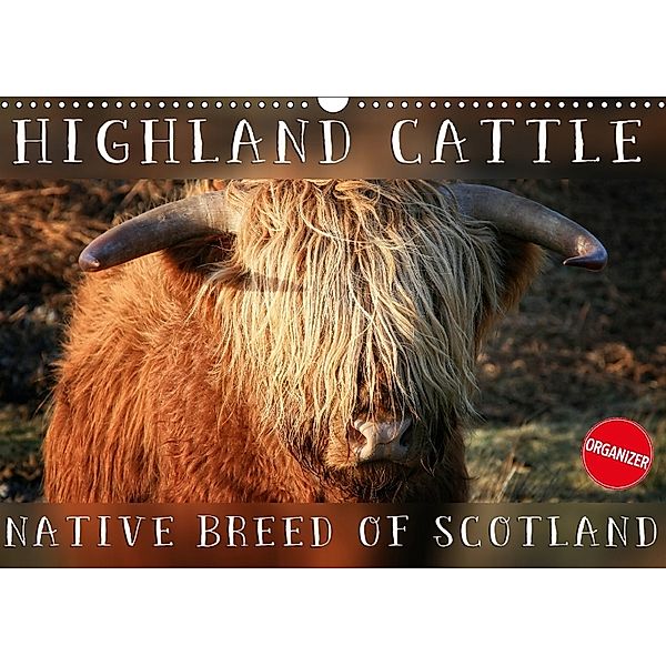 Highland Cattle - Native Breed of Scotland (Wall Calendar 2018 DIN A3 Landscape), Martina Cross