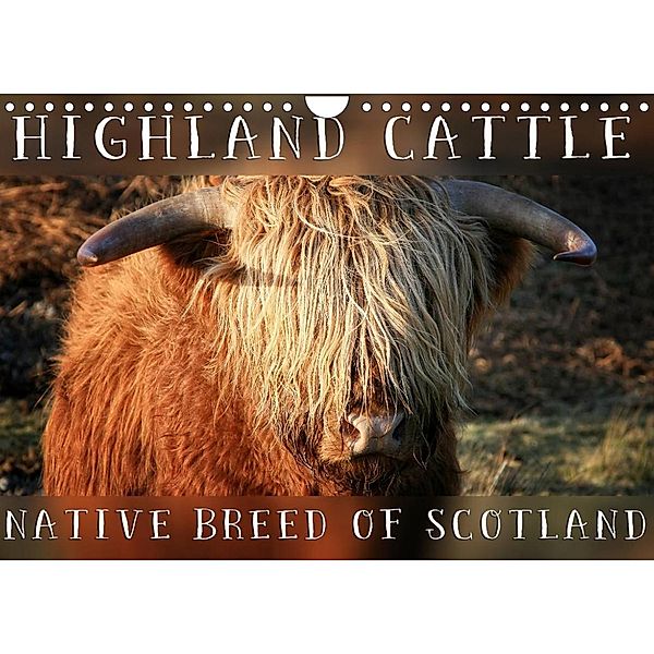 Highland Cattle - Native Breed of Scotland (Wall Calendar 2023 DIN A4 Landscape), Martina Cross