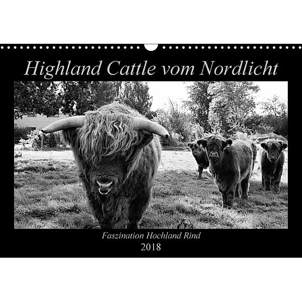 Highland Cattle vom Nordlicht - Faszination Hochland Rind (Wandkalender 2018 DIN A3 quer), Katharina Knab