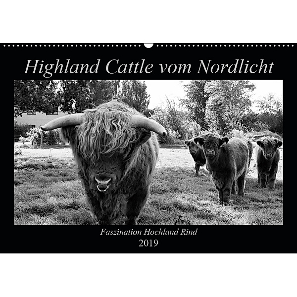 Highland Cattle vom Nordlicht - Faszination Hochland Rind (Wandkalender 2019 DIN A2 quer), Katharina Knab