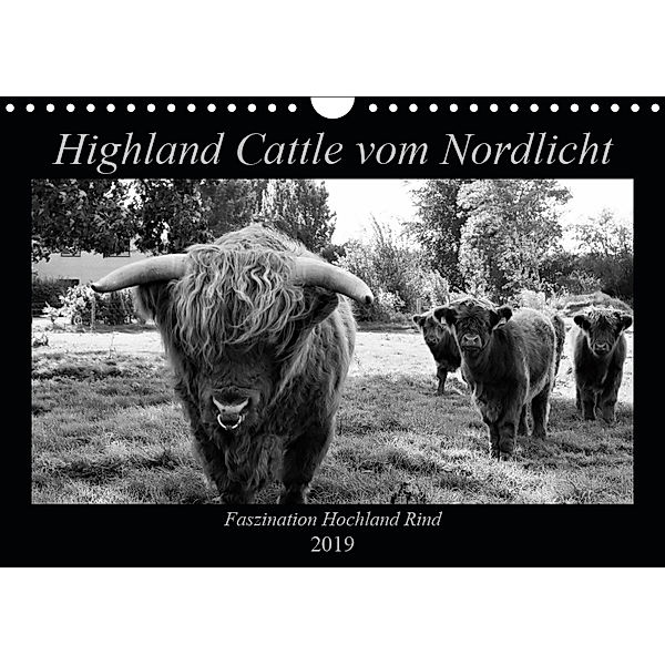 Highland Cattle vom Nordlicht - Faszination Hochland Rind (Wandkalender 2019 DIN A4 quer), Katharina Knab