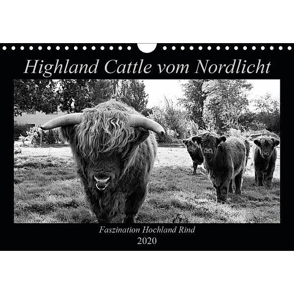 Highland Cattle vom Nordlicht - Faszination Hochland Rind (Wandkalender 2020 DIN A4 quer), Katharina Knab