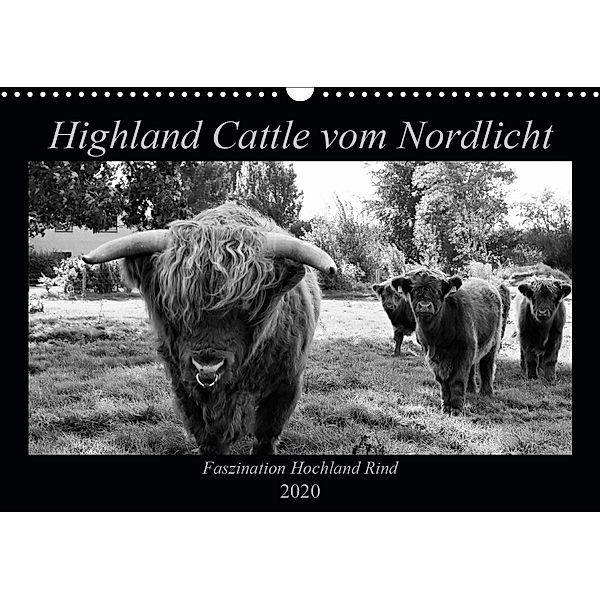 Highland Cattle vom Nordlicht - Faszination Hochland Rind (Wandkalender 2020 DIN A3 quer), Katharina Knab