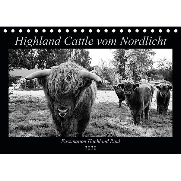 Highland Cattle vom Nordlicht - Faszination Hochland Rind (Tischkalender 2020 DIN A5 quer), Katharina Knab