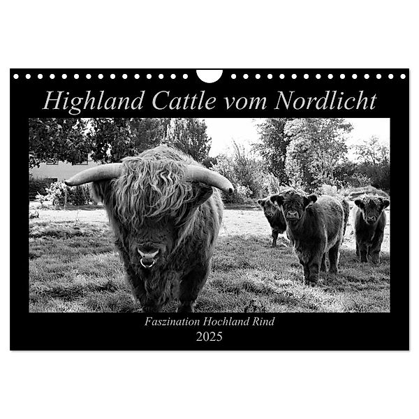 Highland Cattle vom Nordlicht - Faszination Hochland Rind (Wandkalender 2025 DIN A4 quer), CALVENDO Monatskalender, Calvendo, Katharina Knab