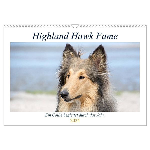 Highland Hawk Fame - Ein Collie begleitet durch das Jahr (Wandkalender 2024 DIN A3 quer), CALVENDO Monatskalender, Andreas Zimmermann