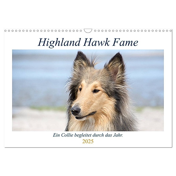 Highland Hawk Fame - Ein Collie begleitet durch das Jahr (Wandkalender 2025 DIN A3 quer), CALVENDO Monatskalender, Calvendo, Andreas Zimmermann