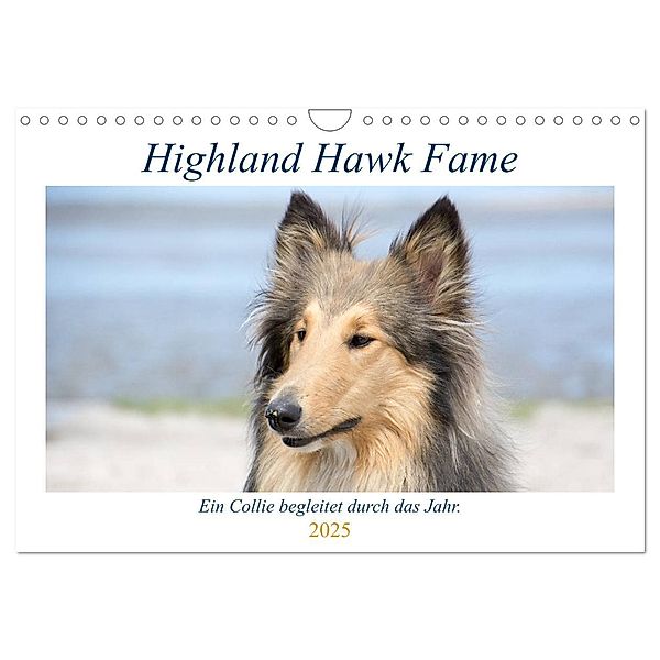 Highland Hawk Fame - Ein Collie begleitet durch das Jahr (Wandkalender 2025 DIN A4 quer), CALVENDO Monatskalender, Calvendo, Andreas Zimmermann