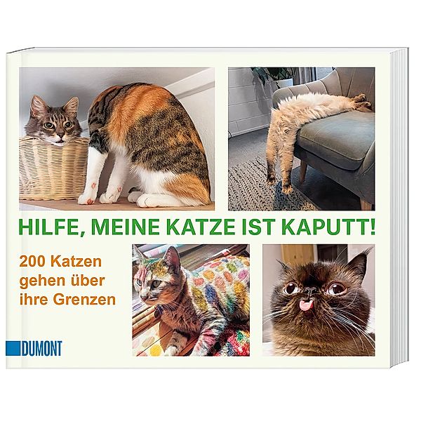 Hilfe, meine Katze ist kaputt