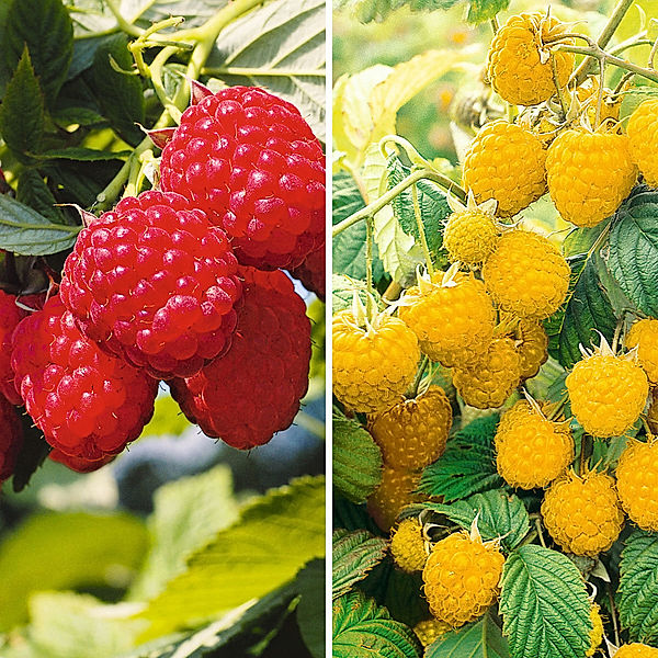 Himbeeren, 2 Sorten