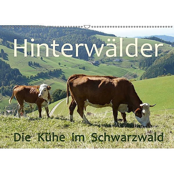 Hinterwälder - Die Kühe aus dem Schwarzwald (Wandkalender 2018 DIN A2 quer), Stefanie Goldscheider